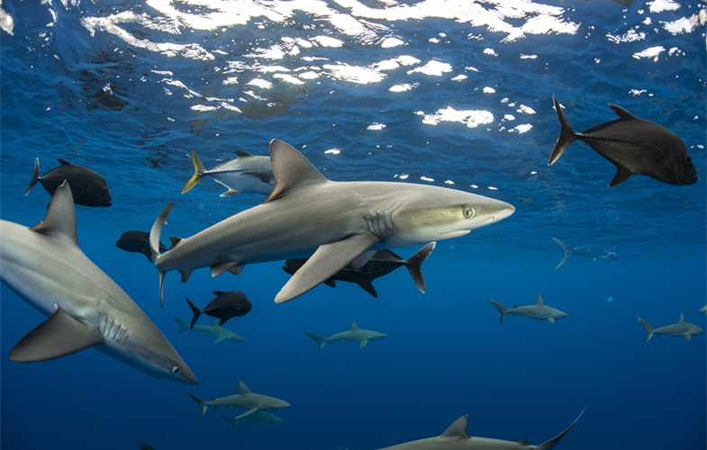Galapagos Shark, Ascension Island, Ellen Cuylaerts